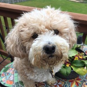 Meet your Posher, Robin